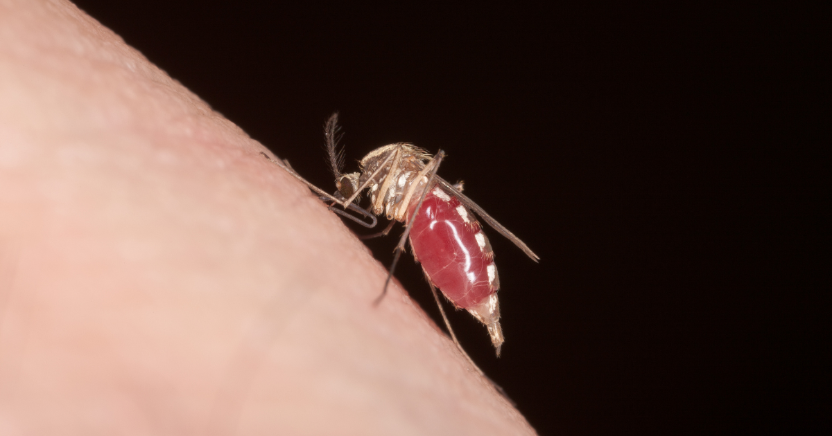 虫刺されの原因と症状